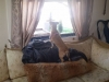 dog-boarding-in-phx-with-heidis-historic-home-pet-care4