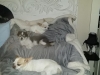 dog-boarding-in-phx-with-heidis-historic-home-pet-care5