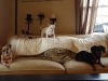 dog-boarding-in-phx-with-heidis-historic-home-pet-care6