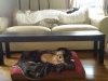 dog-boarding-in-phx-with-heidis-historic-home-pet-care7