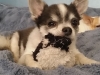 dog-boarding-in-phx-with-heidis-historic-home-pet-care8
