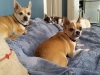 dog-boarding-in-phx-with-heidis-historic-home-pet-care_0