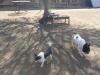 doggie-day-care-boarding-in-phx-with-heidis-historic-home-pet-care