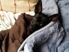 doggie-day-care-boarding-in-phx-with-heidis-historic-home-pet-care10-copy-copy-copy