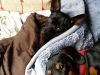 doggie-day-care-boarding-in-phx-with-heidis-historic-home-pet-care11-copy-copy