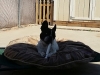 doggie-day-care-boarding-in-phx-with-heidis-historic-home-pet-care2-copy