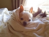 doggie-day-care-boarding-in-phx-with-heidis-historic-home-pet-care28