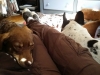 doggie-day-care-boarding-in-phx-with-heidis-historic-home-pet-care3-copy-copy-copy