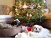 doggie-day-care-boarding-in-phx-with-heidis-historic-home-pet-care32-copy-copy-copy