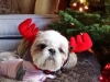 doggie-day-care-boarding-in-phx-with-heidis-historic-home-pet-care33-copy-copy-copy