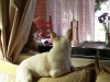 doggie-day-care-boarding-in-phx-with-heidis-historic-home-pet-care4-copy