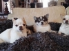 doggie-day-care-boarding-in-phx-with-heidis-historic-home-pet-care5-copy