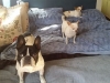 doggie-day-care-boarding-in-phx-with-heidis-historic-home-pet-care6