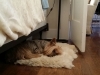 doggie-day-care-boarding-in-phx-with-heidis-historic-home-pet-care7-copy-copy-copy