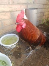 Bird-Sitting-Phoenix-with-Heidis-Historic-Home-and-Pet-Care