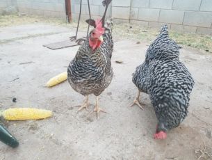 Bird-Sitting-in-Phoenix-with-Heidis-Historic-Home-and-Pet-Care2