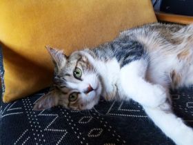 Cat-Sitting-in-Phoenix-with-Heidis-Historic-Home-and-Pet-Care4