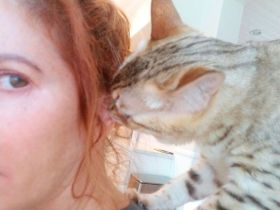 Cat-Sitting-in-Phoenix-with-Heidis-Historic-Home-and-Pet-Care7