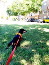 Dog-Walking-with-Heidis-Historic-Home-and-Pet-Care-Central-Phoenix