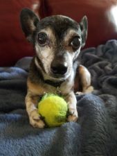 Pet-Sitting-Phoenix-with-Heidis-Historic-Home-and-Pet-Care4