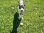 Contact Heidi's Historic Home & Pet Care for Phx Pet Sitting, Phx Dog Walking, Phx Dog Boarding, And Phx Doggie Day Care... Heidi was voted the #1 Pet Sitter in All of Arizona!