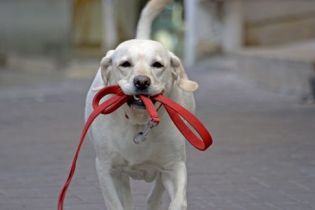 dog-walking-services-with-heidis-historic-home-pet-care-in-phoenix