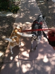 dog-walking-with-heidis-historic-home-pet-care2