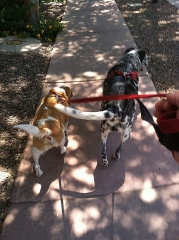 dog-walking-with-heidis-historic-home-pet-care2