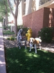 dog-walking-with-heidis-historic-home-pet-care3