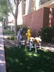 dog-walking-with-heidis-historic-home-pet-care3