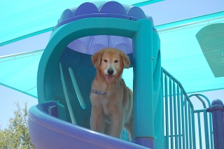 Dog Walker Phoenix, Dog Walker Downtown Phoenix, Dog Walker Central Phoenix, Dog Walker Arcadia, Dog Walker Central Phoenix Corridor
