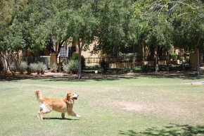Dog Walker Phx, Dog Walker Downtown Phoenix, Dog Walker Central Phoenix