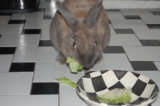 rabbit-sitting-phx-030