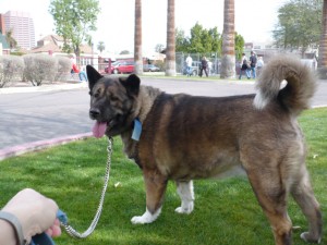 Dog Walker Phx, Dog Walker Downtown Phoenix, dog walker central Phoenix