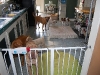 cage-free-dog-boarding-doggie-day-care-phoenix
