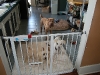 cage-free-dog-boarding-phoenix-063