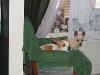 cage-free-dog-boarding-phoenix2