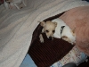 cage-free-dog-boarding-phoenix3