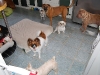 cage-free-dog-boarding-phoenix4