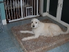 cage-free-dog-boarding-phoenix5