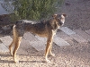 Dog Boarding Phoenix, Dog Boarding Downtown Phoenix, Dog Boarding Central Phoenix, Doggie Day Care Phoenix, Doggie Day Care Downtown Phoenix, Doggie Day Care Central Phoenix