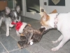 Dog boarding Phoenix, Dog Boarding downtown Phoenix, Dog Boarding Central Phoenix