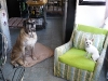 Dog Boarding Phoenix, Dog Boarding Downtown Phoenix, Dog Boarding Central Phoenix, Doggie Day Care Phoenix, Doggie Day Care Downtown Phoenix, Doggie Day Care Central Phoenix