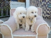Dog Boarding Phoenix, Dog Boarding Downtown Phoenix, Dog Boarding Central Phoenix, Doggie Day Care Phoenix, Doggie Day Care Downtown Phoenix, Doggie Day Care Central Phoenix