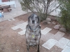 Dog Boarding Phoenix, Dog Boarding Downtown Phoenix, Dog Boarding Central Phoenix, Doggie Day Care Phoenix, Doggie Day Care Downtown Phoenix, Doggie Day Care Central Phoenix
