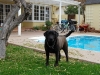 Dog Sitting Phoenix, Dog sitting Dog Sitting Phoenix, Dog Sitting Downtown Phoenix, Dog Sitting Central Phoenix