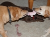 Dog Sitting Phoenix, Dog sitting Dog Sitting Phoenix, Dog Sitting Downtown Phoenix, Dog Sitting Central Phoenix
