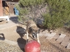 Dog Boarding Phoenix, Dog Boarding Downtown Phoenix, Dog Boarding Central Phoenix, Doggie Day Care Phoenix, Doggie Day Care Downtown Phoenix, Doggie Day Care Central Phoenix