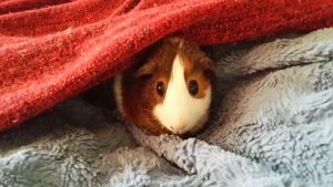 In Home Pet Sitting with Heidi's Historic Home & Pet Care in Phoenix2