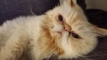 Pet Sitting in Phx with Heidi's Historic Home & Pet Care4